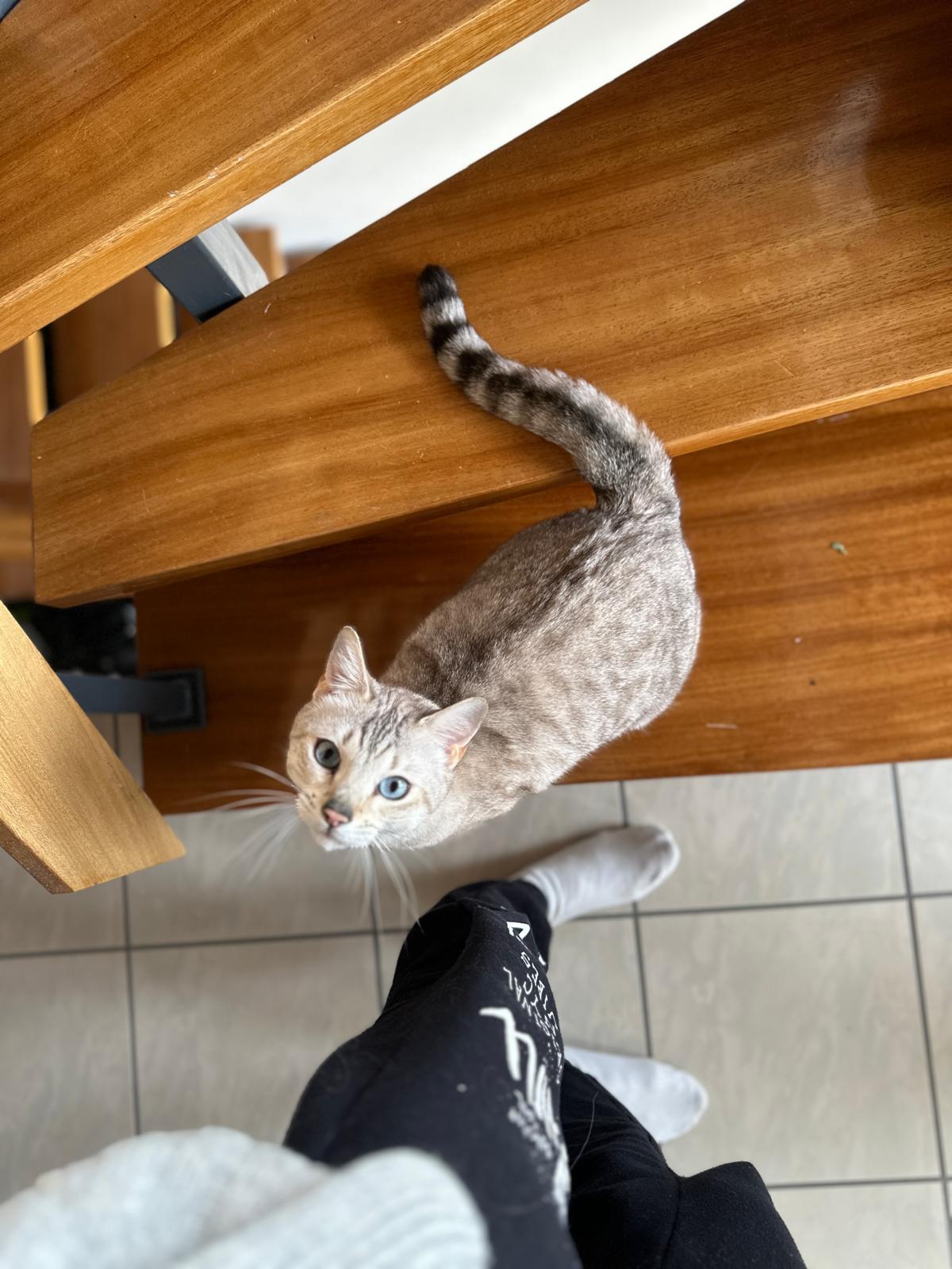 Wunderschöne Schneebengalin sucht neues Zuhause