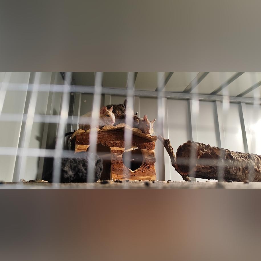Zwei Degus suchen neues und liebevolles Zuhause