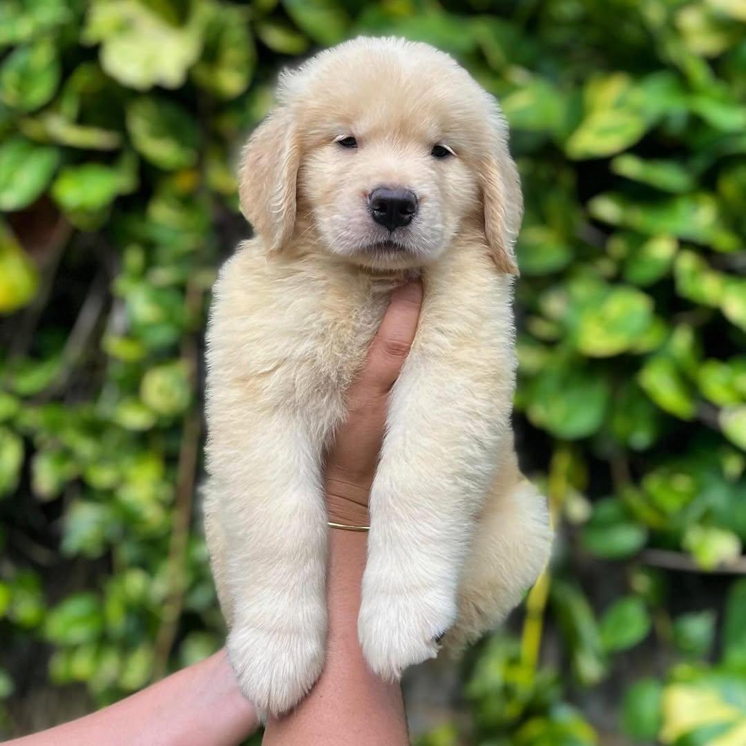 Zwei Golden Retriever Welpen zu verkaufen