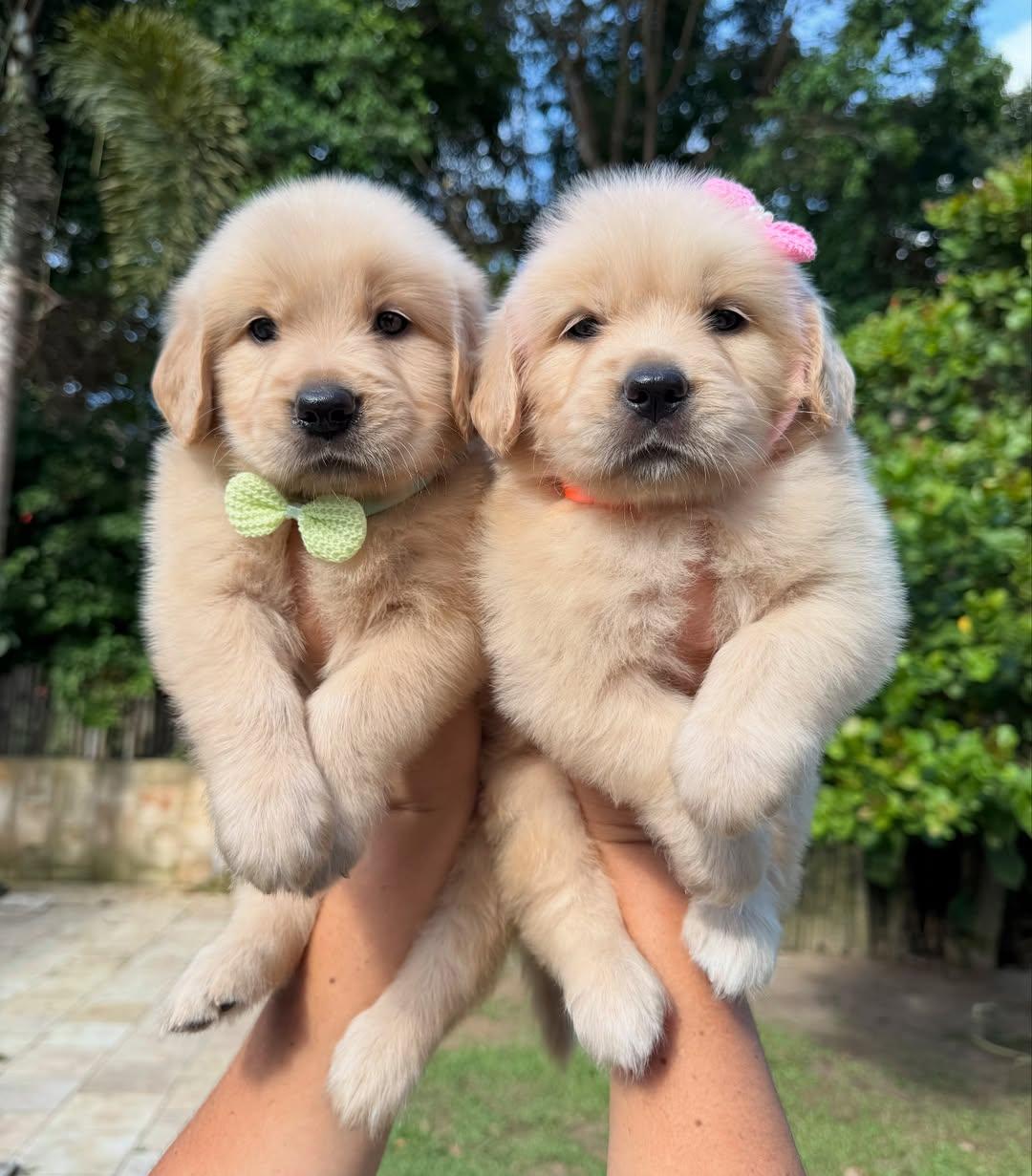 Zwei Golden Retriever Welpen zu verkaufen