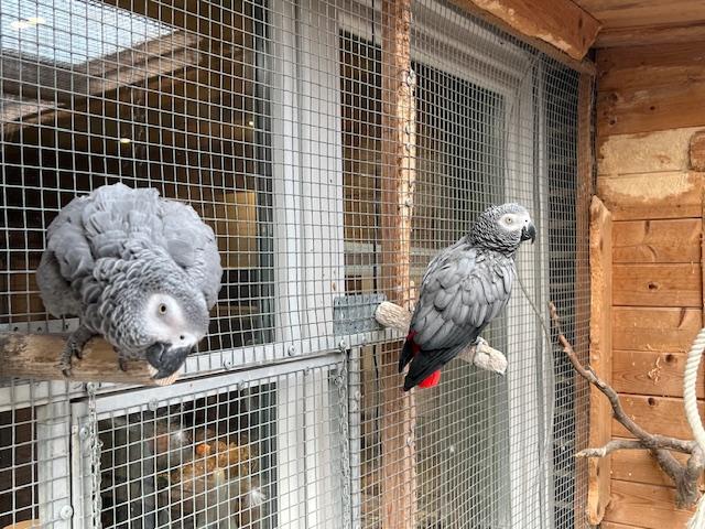 Zwei Graupapagei-Hennen abzugeben