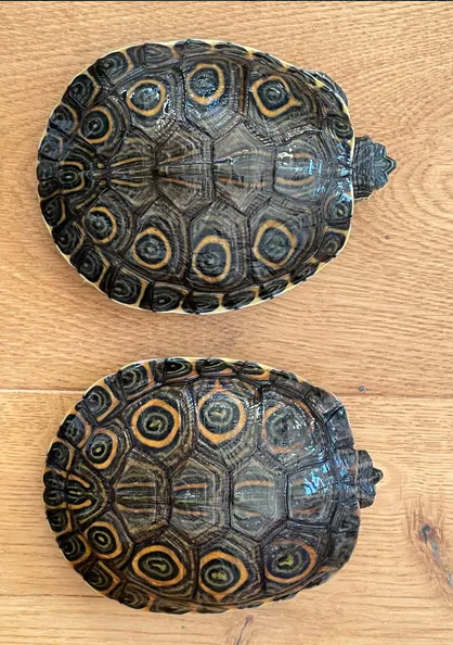 Zwei Wasserschildkröten