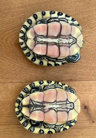 Zwei Wasserschildkröten