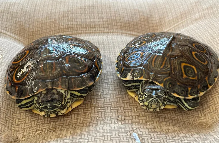 Zwei Wasserschildkröten