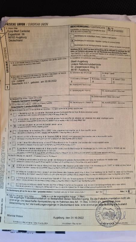 Griechische Landschildkröte NZ 21,22 und 24