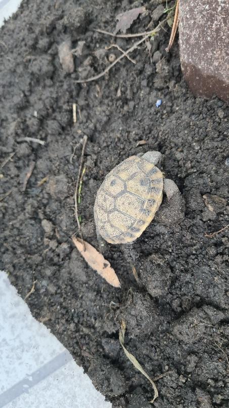 Griechische Landschildkröte NZ 21,22 und 24