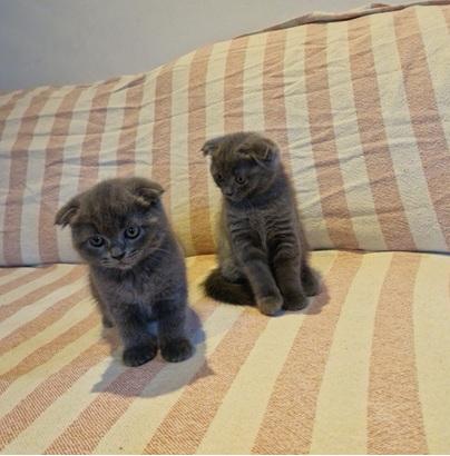 2 Scottish Fold Kittens