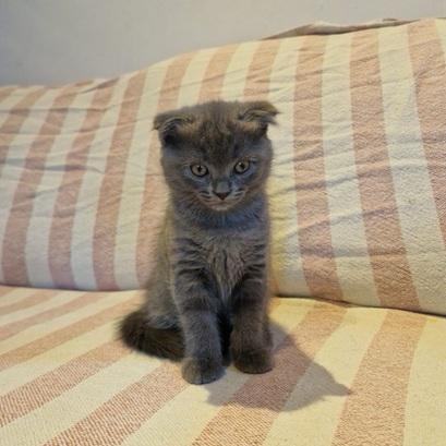 2 Scottish Fold Kittens