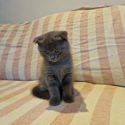 2 Scottish Fold Kittens