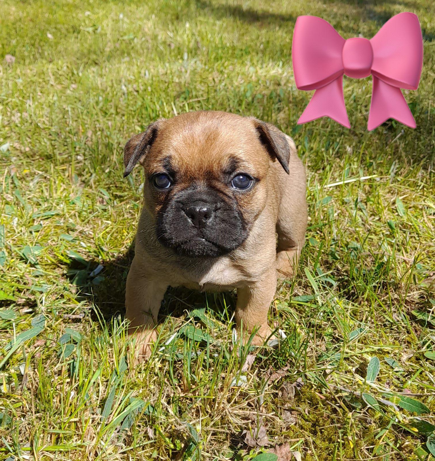 Französische Bulldogge-Mix Welpen suchen ein lieb