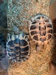 2x Grieschiche Landschildkröten