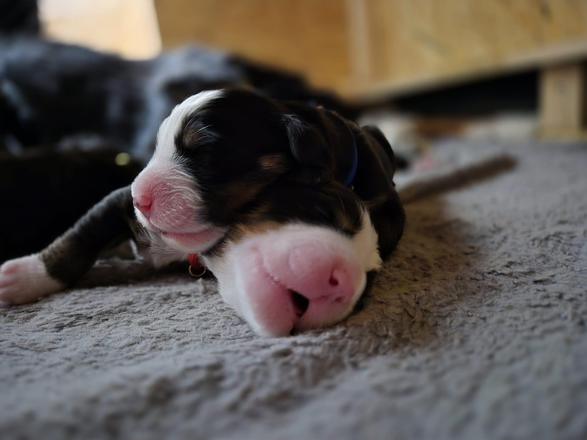 Berner Sennenwelpen zu verkaufen