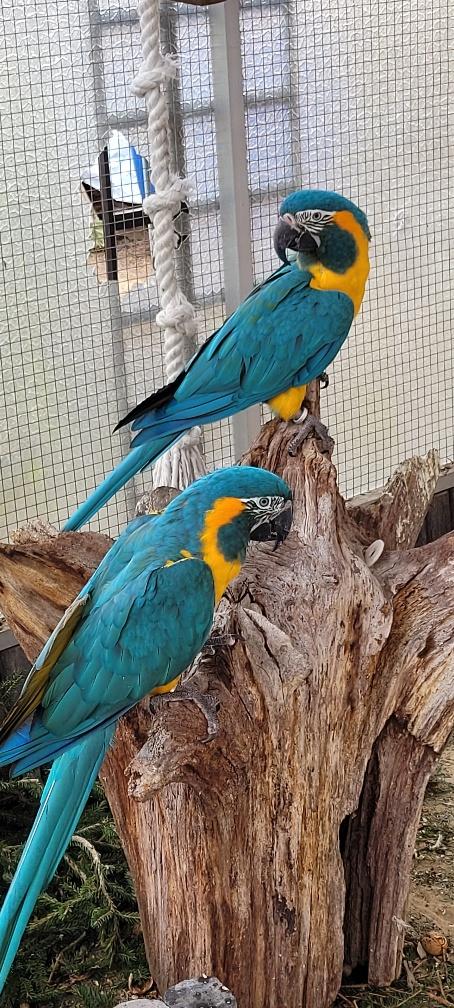 Blaulatz-Ara Paar (Caninde Ara)