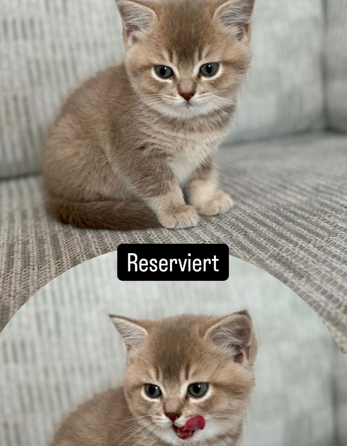 Britisch Kurzhaar Kitten BKH/BLH