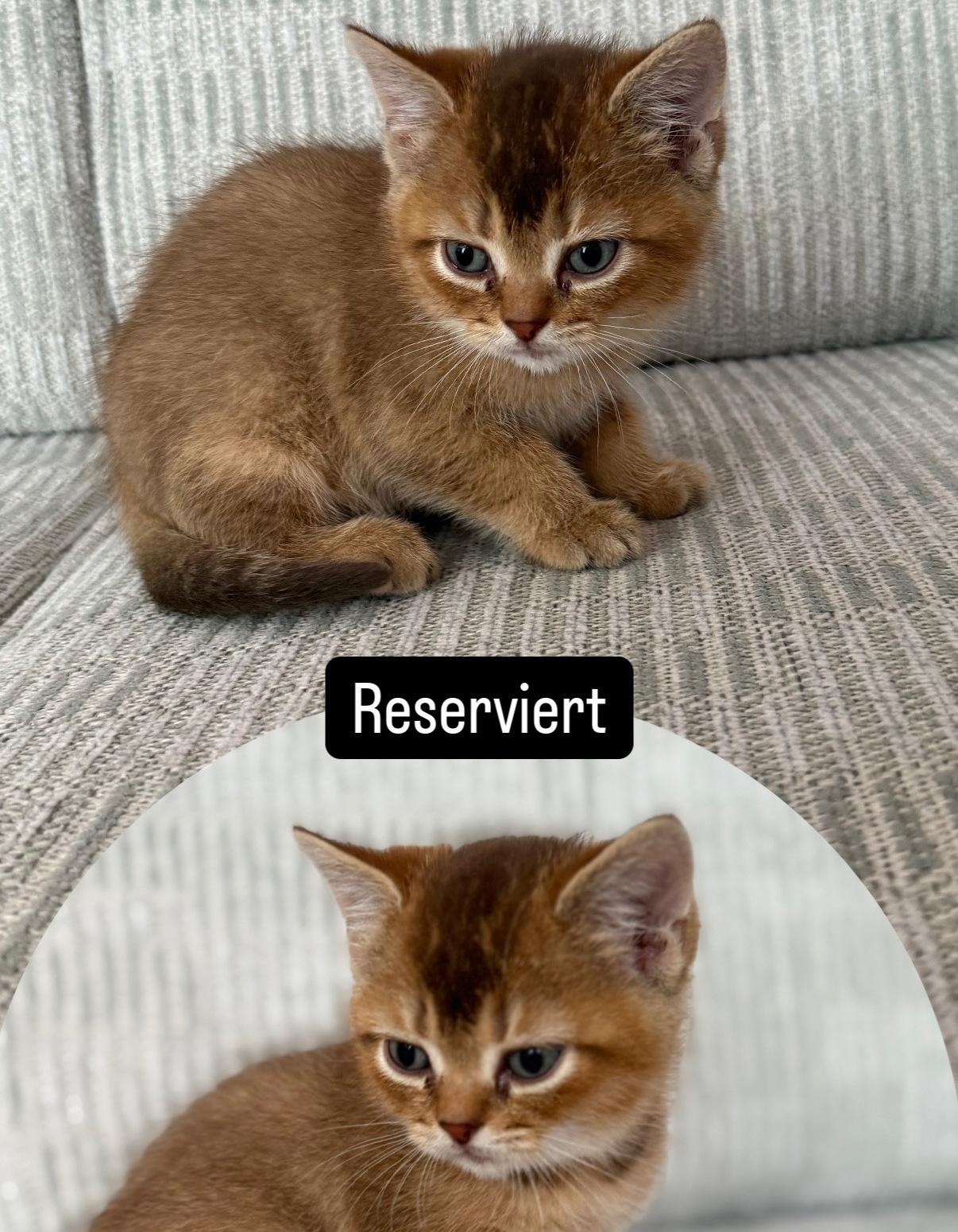 Britisch Kurzhaar Kitten BKH/BLH