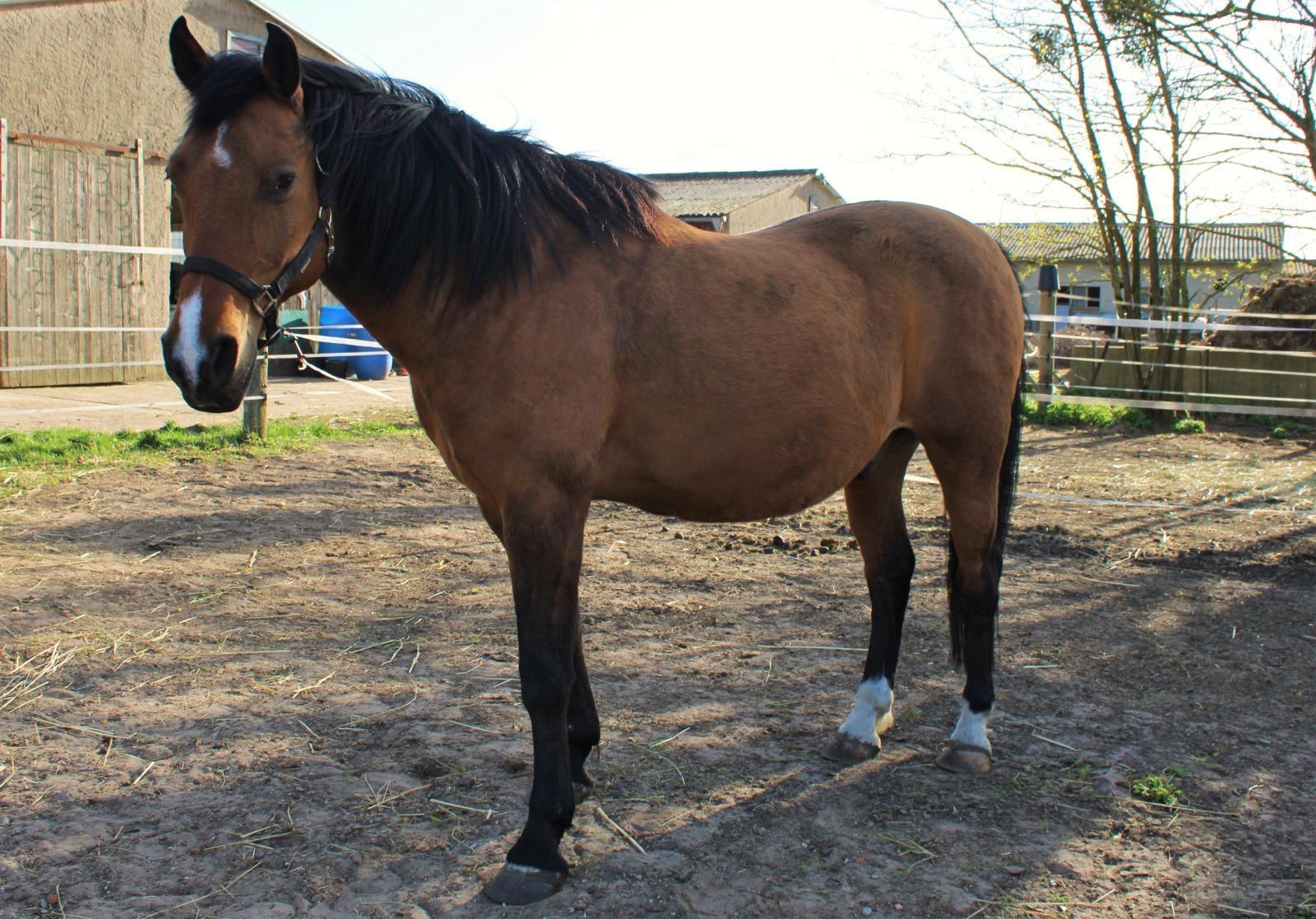 Charmanter Haudegen (Wallach) sucht Seelenpartner 