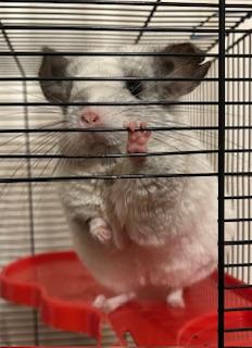 Chinchilla Weibchen mit Käfig