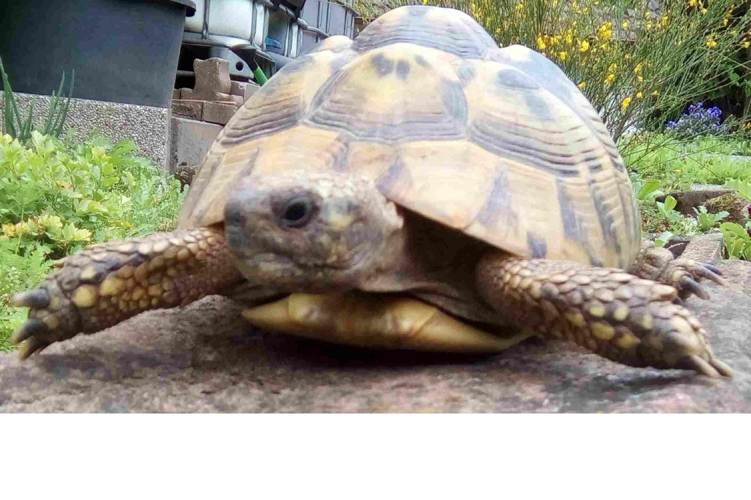 Griechische Landschildkröten THB NZ 2024