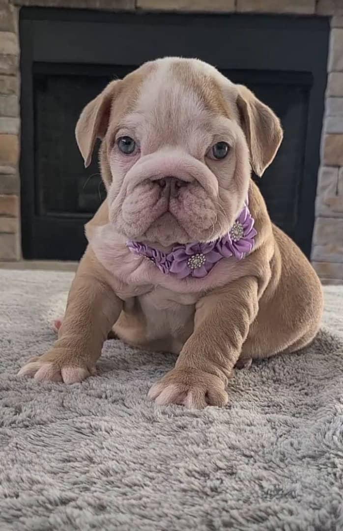 Englische Bulldog -Hunde - Männer und Frauen.