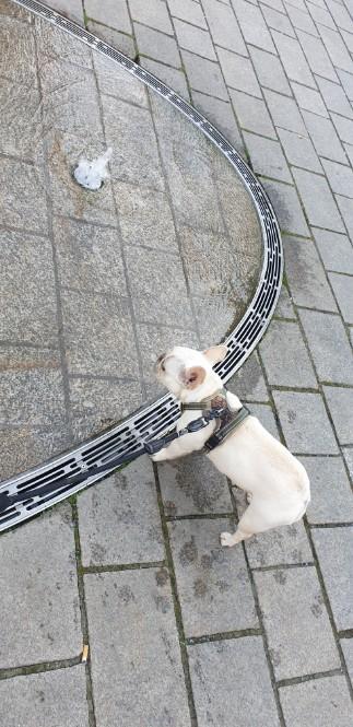 Französische Bulldoge "KIRA" Blue Platinum