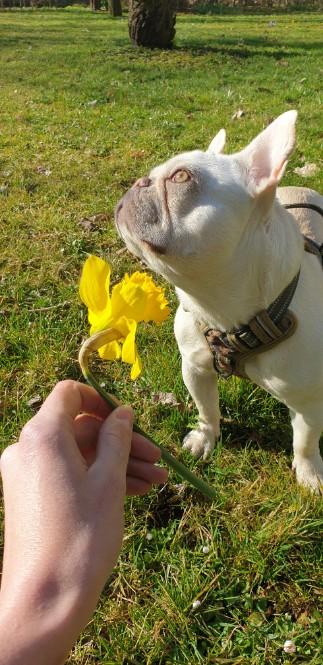 Französische Bulldoge 