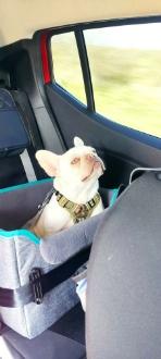 Französische Bulldoge "KIRA" Blue Platinum