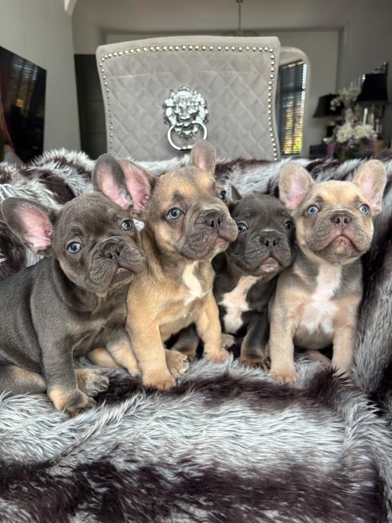 Französische bulldogge