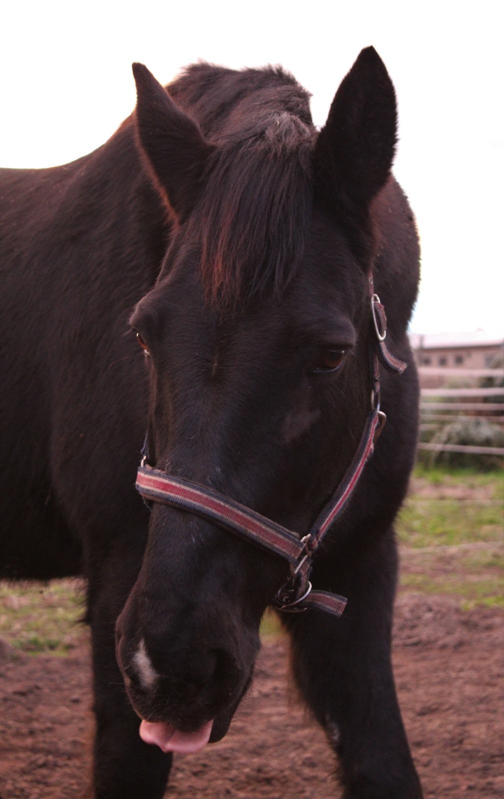 Gentleman (Wallach) sucht neue Bleibe