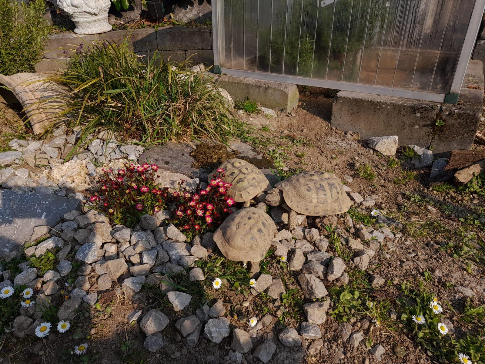 Griechische Landschildkröten