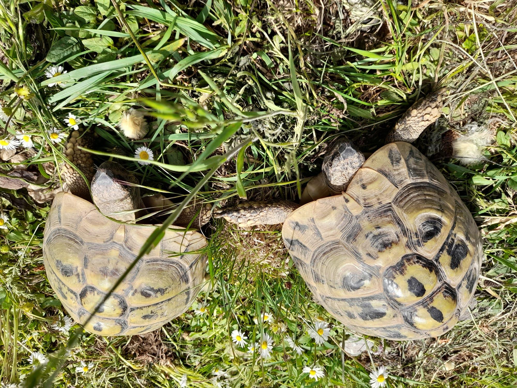 Griechische Landschildkröten