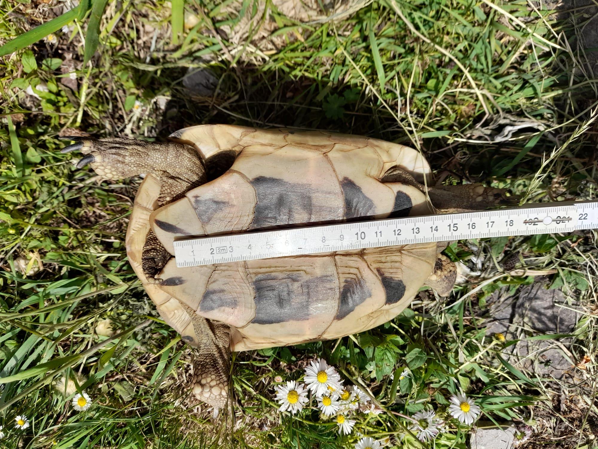 Griechische Landschildkröten