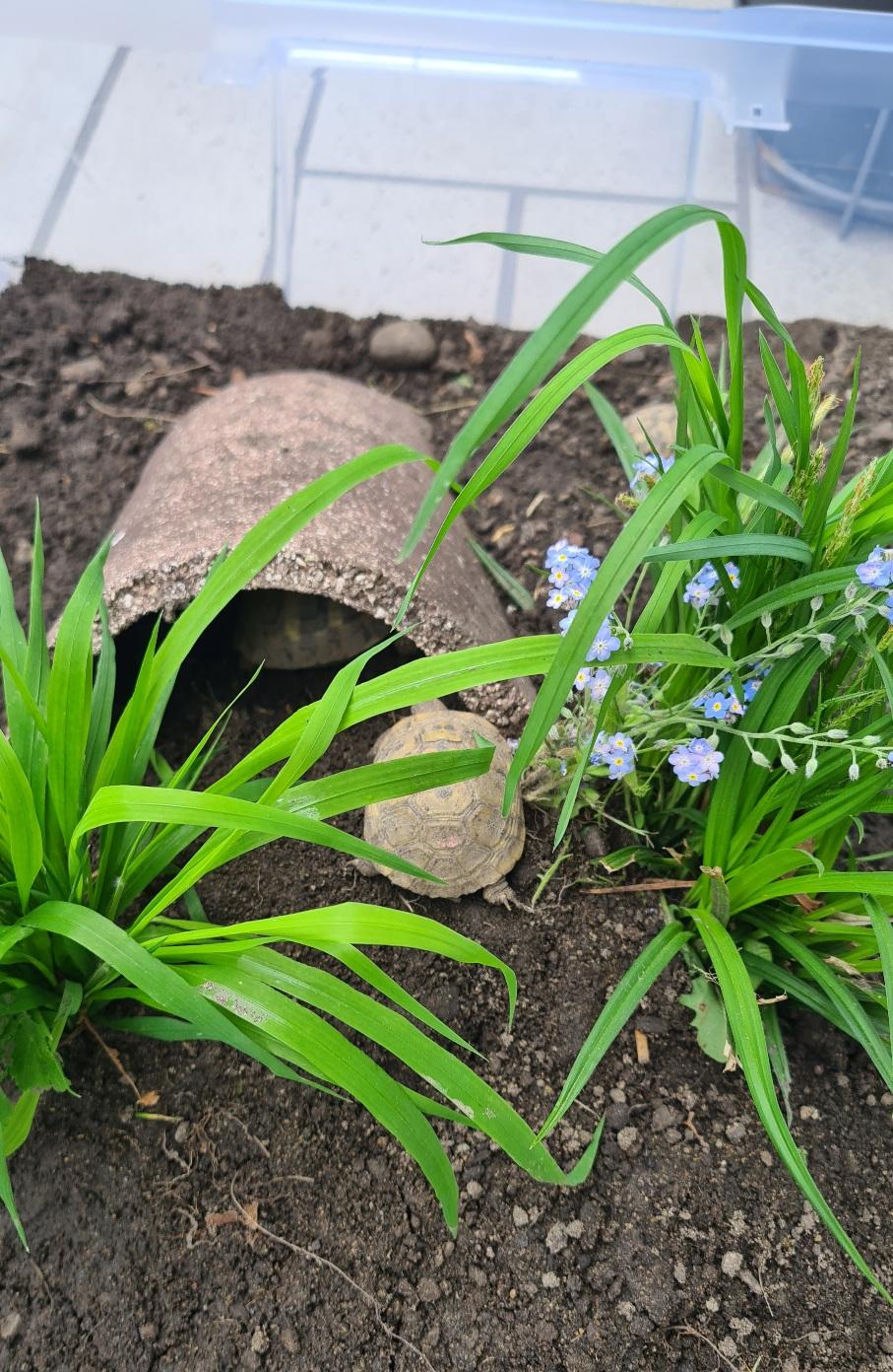 Griechische Landschildkröte NZ 21,22 und 24