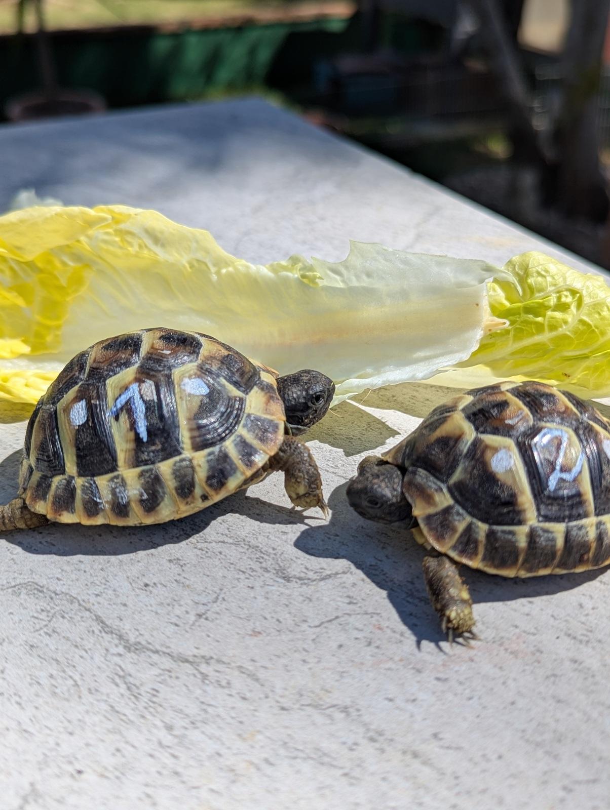 Griechische Landschildkröten (Testudo hermanni) N