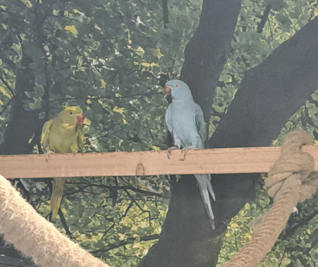 Halsbandsittich Paar aus 2024