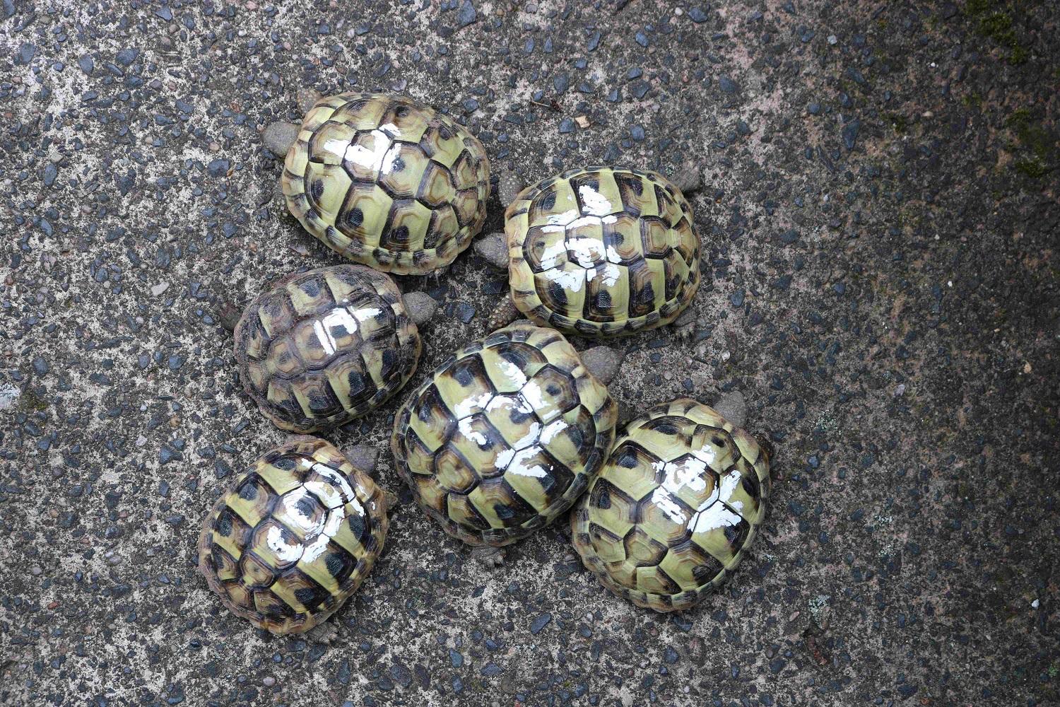 Junge Griechische Landschildkröten THB NZ 2024 mi