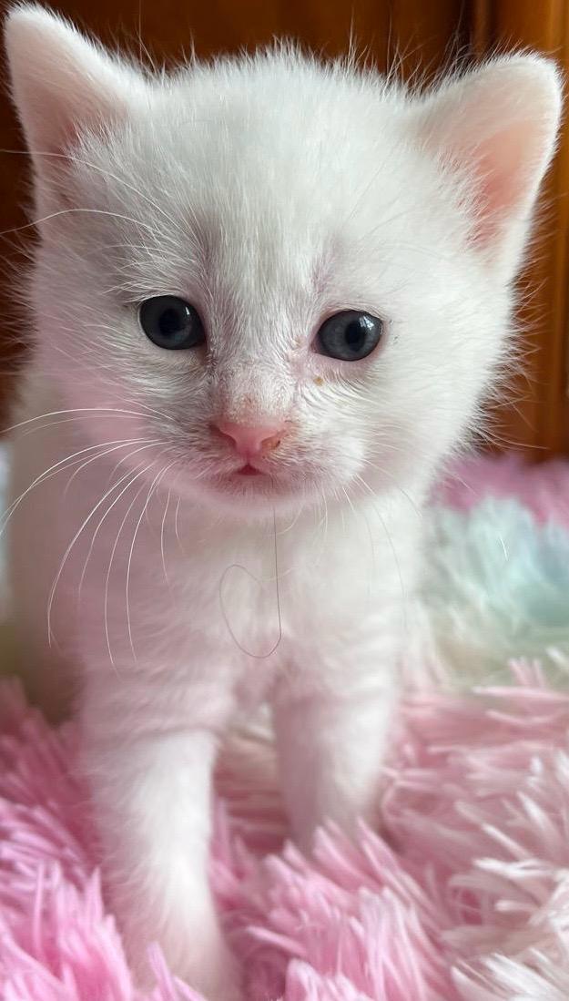 Scottisch Fold Mix mit Hauskatze und Mix BKH mit H
