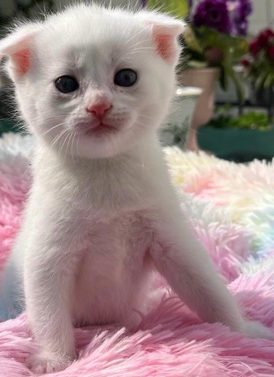 Scottisch Fold Mix mit Hauskatze und Mix BKH mit H