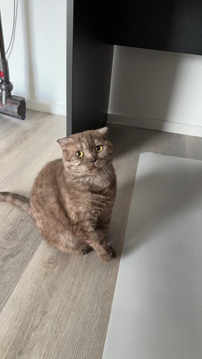 Katzen abzugeben - nur zu Zweit