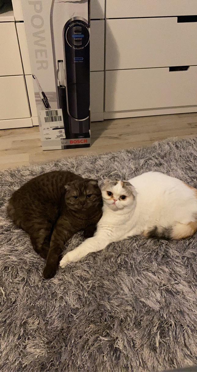 Katzen abzugeben - nur zu Zweit