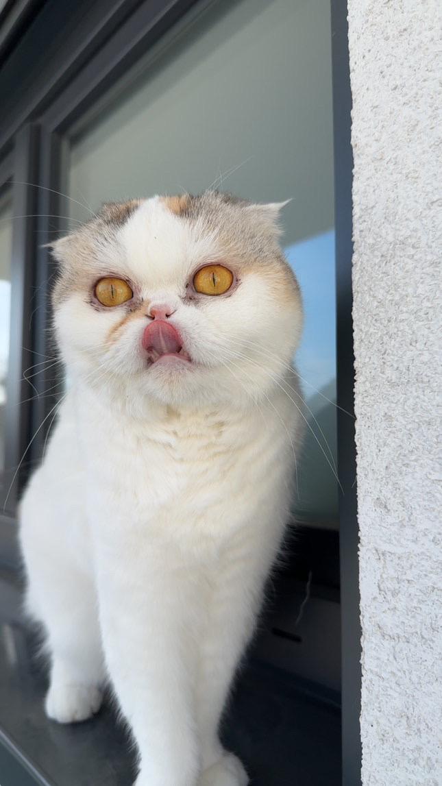 Katzen abzugeben - nur zu Zweit