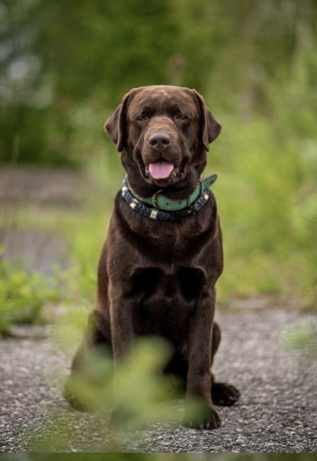 Labrador Welpe in Lackschwarz Abraxas sucht noch