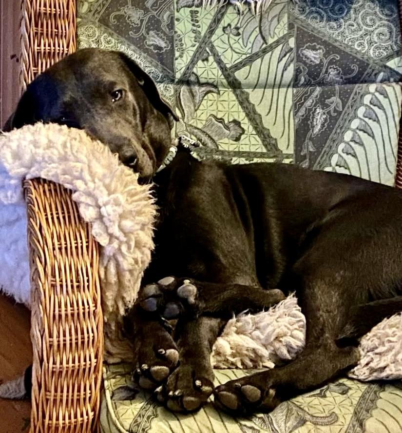 Labrador Welpe in Lackschwarz Abraxas sucht noch