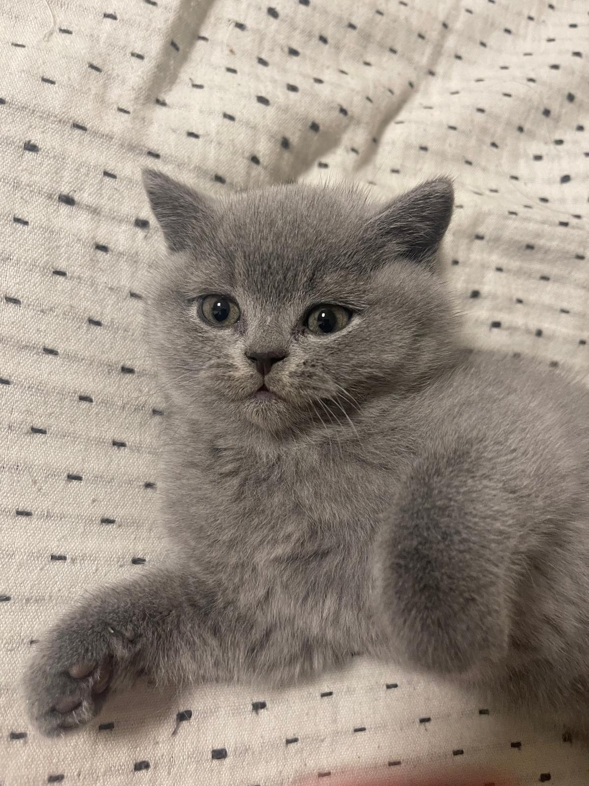 Liebevolle reinrassige BKH / BLH zu vermitteln