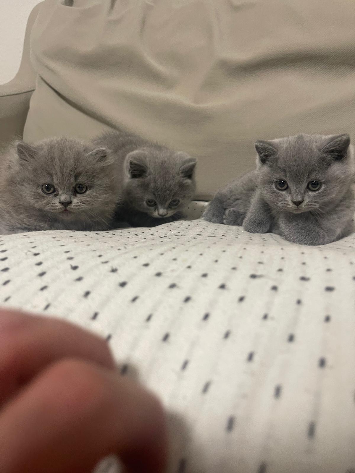 Liebevolle reinrassige BKH / BLH zu vermitteln