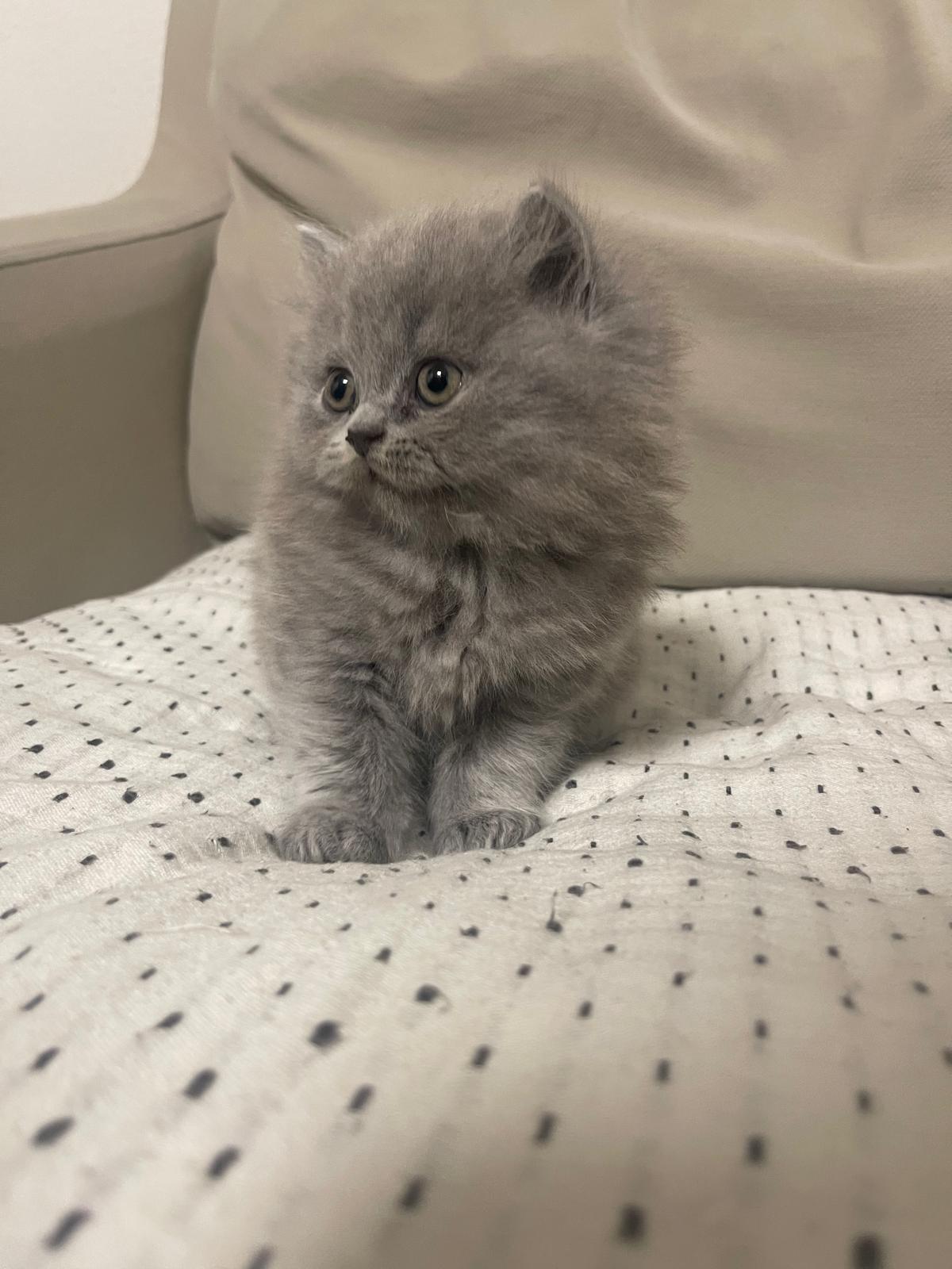 Liebevolle reinrassige BKH / BLH zu vermitteln