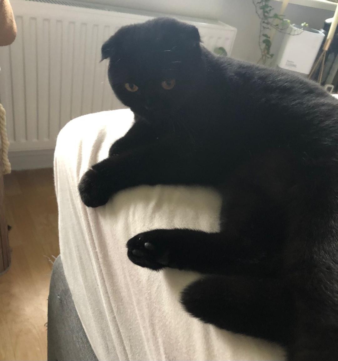 Scottish Fold Katze 3 Jahre alt