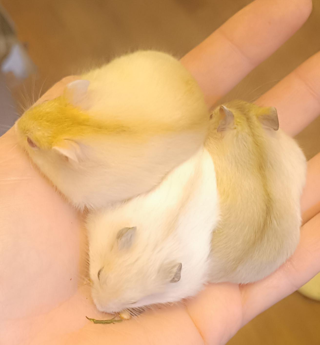 Superschöne Dsungarische und Campbell Zwerghamste