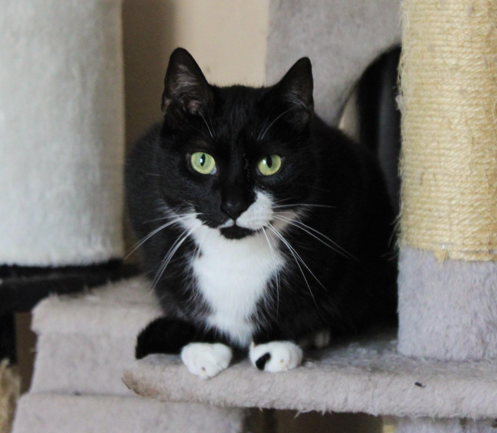 TSV Katzen suchen ein neues Zuhause