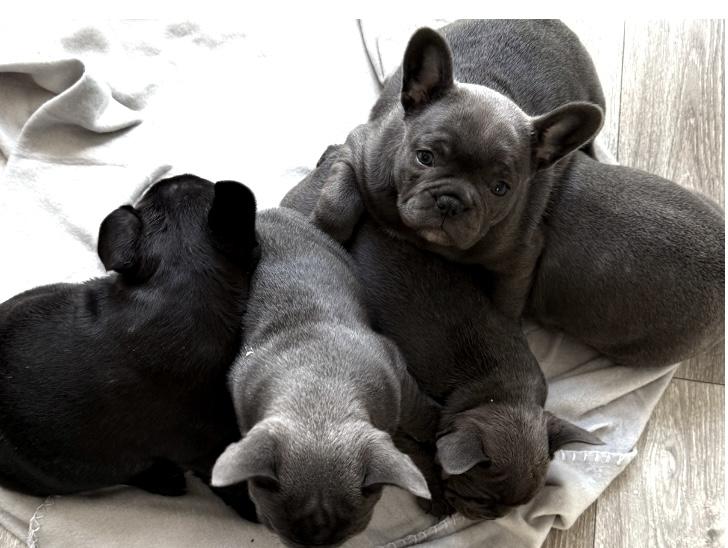 Französische Bulldoggen Welpe Fotos per Nachricht