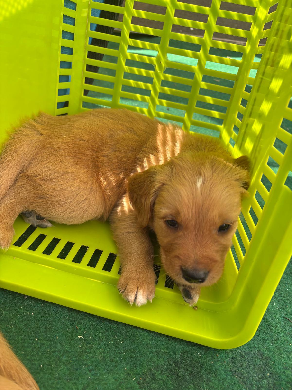 Golden Retriever Welpen